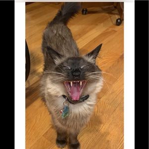 😖NOOO LOWBALLING😖My Cat’s reaction to low ball offers 😻